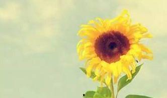 向日葵视频日韩污下载,日韩污下载背后的真相与争议